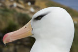 Black-browed Albatross 